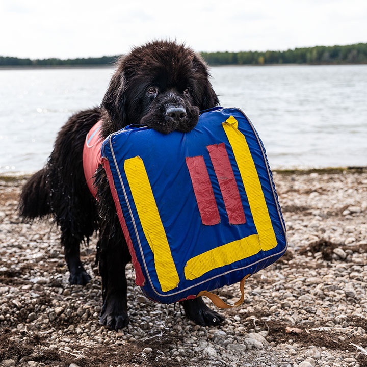 How Newfoundland Dogs win our admiration